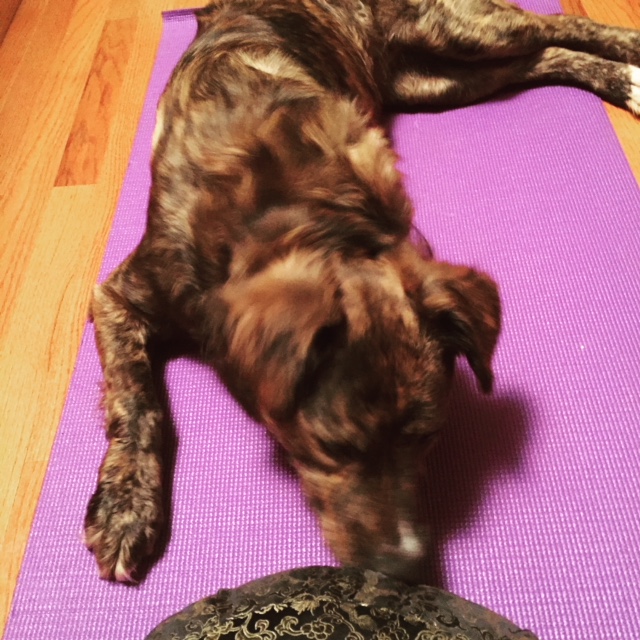 dog meditation
